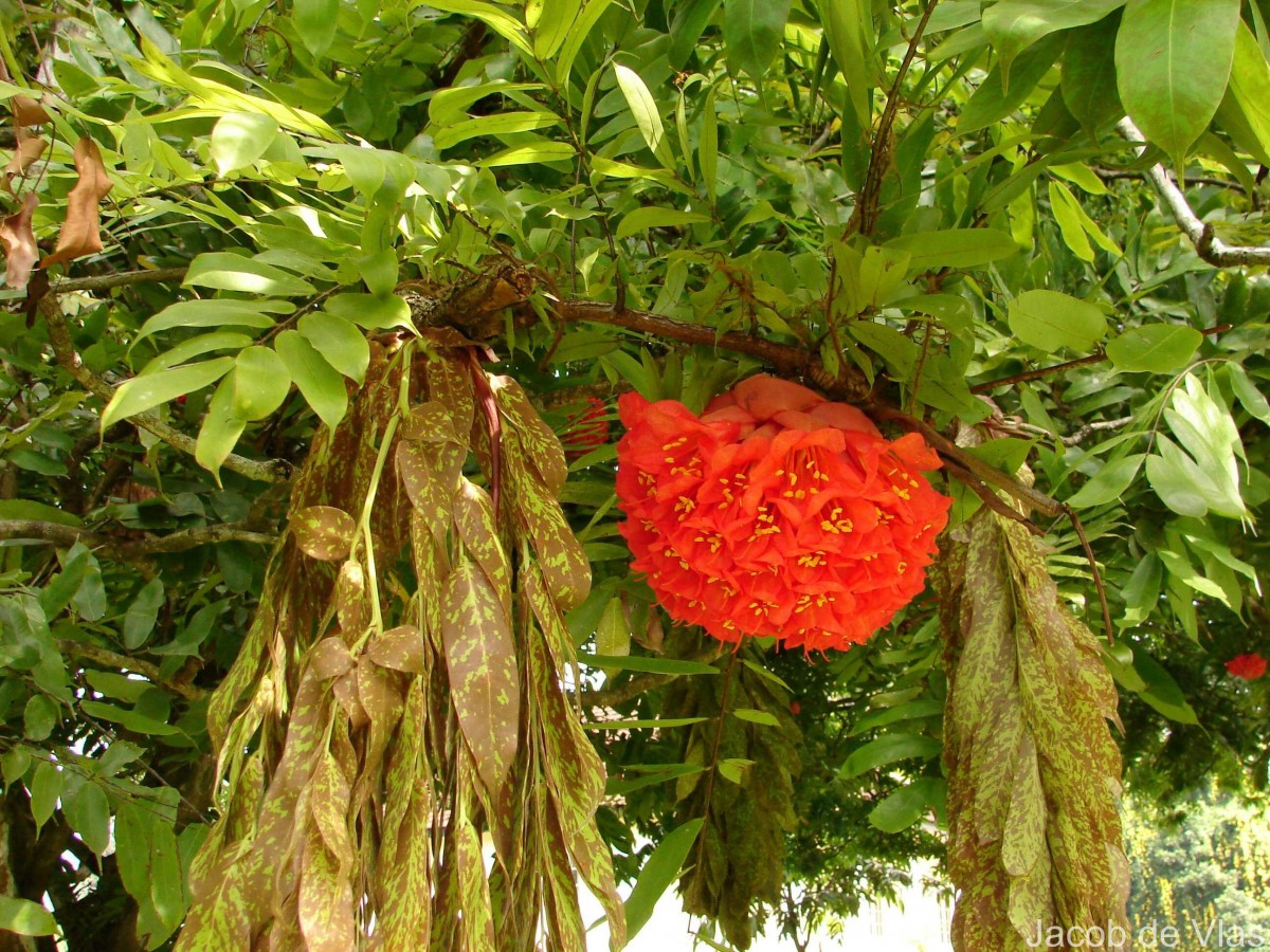 Brownea grandiceps Jacq.